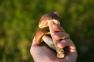 mushrooms-454170_640